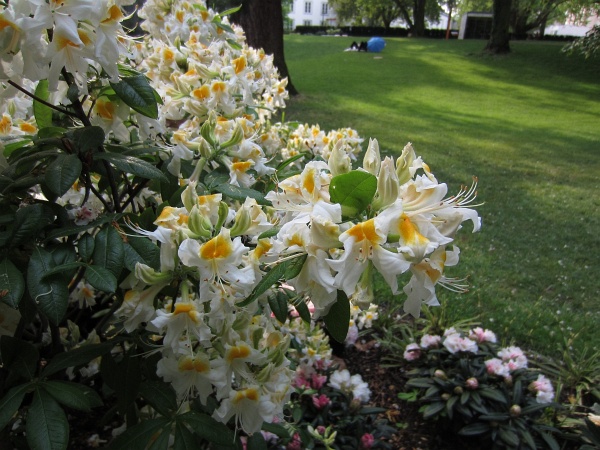BUGA2011   239.jpg